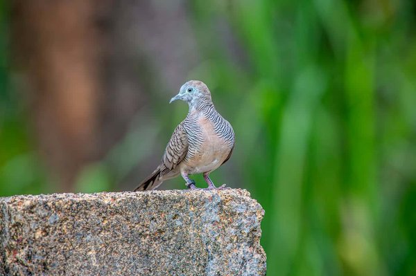 Comment planifier une visite des réserves naturelles en Afrique de l'Ouest?