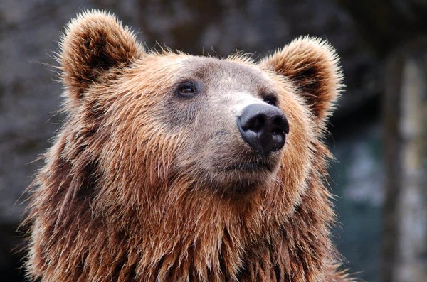 Quels sont les meilleurs endroits pour observer les ours bruns en Alaska ?